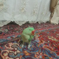 شاه طوطی ماده