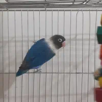 کوتوله برزیلی نقابدار ابی