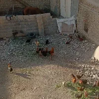 مرغ خانگی