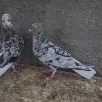 کبوتر