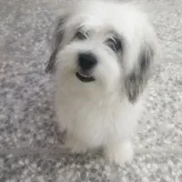 توله ۶ ماهه شیتزو