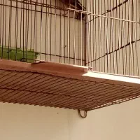 پرند|پرنده|ملایر, |دیوار