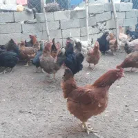 مرغ  روستای  خوب و درجه یک تخم گزار|حیوانات مزرعه|زیویه, |دیوار