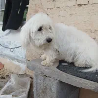 سگ پشمالو