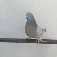 جفت سوسنی بازی کن|پرنده|ارژن, |دیوار