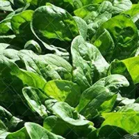 اسفناج تازه طبیعی