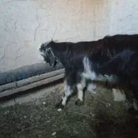 دو عدد بز|حیوانات مزرعه|گلی داغ, |دیوار