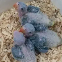 جوجه گرینچیک و شاه طوطی