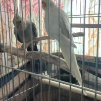 عروس هلندی|پرنده|فردوسیه, |دیوار