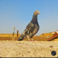 کبوتر|پرنده|شوشتر, |دیوار