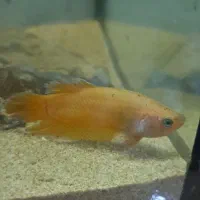 فایتر|ماهی|اصفهان, جلفا|دیوار