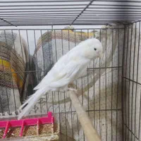 قناری نر و ماده سوپر