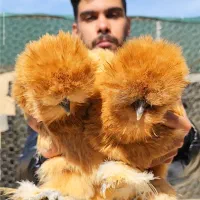 مرغ ابریشمی(سیلکی تاپ)