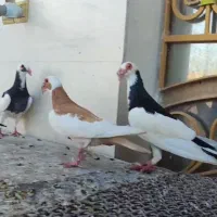 اسکندرون