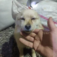 پامر روباهی حدوداً یکساله|سگ|اسدآباد, |دیوار