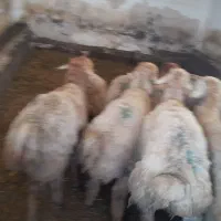 ده‌عدد‌توخلو