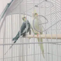 عروس هلندی جفت|پرنده|بوئین زهرا, |دیوار