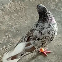 جفت دم سفید