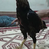 خروس لاری|حیوانات مزرعه|اهواز, ۲۴ متری|دیوار