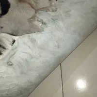 تابلو|تابلو، نقاشی، عکس|خمین, |دیوار