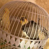 عروس هلندی جفت جوان|پرنده|مشهد, ادیب نیشابوری (شهرک غرب)|دیوار