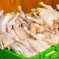 مرغ کامل غذای سگ و گربه