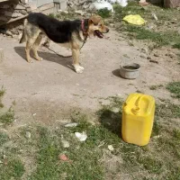 سگ نگهبان|سگ|خواجه, |دیوار