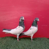 نروماده تیدی جونسیره خالص