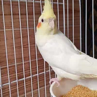 عروس هلندی با وسایل کامل