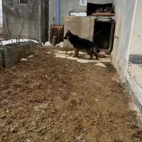 ژرمن ماده|سگ|همدان, |دیوار