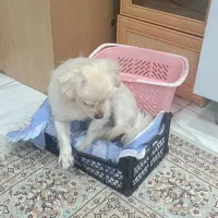 سگ اشپیتز|سگ|قروه, |دیوار