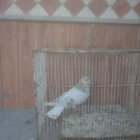 برنده|پرنده|زاوه, |دیوار