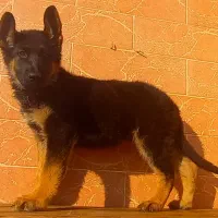 سگ ژرمن شیپرد جرمن کینگ سایز موکوتاه شاه توله (نر)