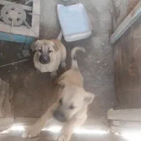 توله پژدر  دوماهه