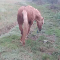 اسب وتجهیزات اسب سواری