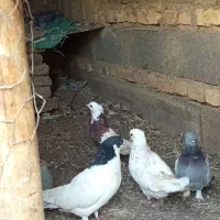 فروش چند عدد کفتر