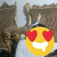 عروس هلندی سخنگو