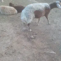 گوسفند‌تخمی‌جوان‌بابره350000|حیوانات مزرعه|تربت جام, باغ سنگان سفلی|دیوار