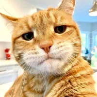 تخفیف ویژه خاک گربه بستر گربه