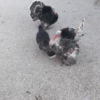 تعدادی بوقلمون و مرغ شاخدار|حیوانات مزرعه|پلدختر, |دیوار