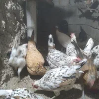 مرغ و خروس گلین لری|حیوانات مزرعه|ویلکیج, |دیوار