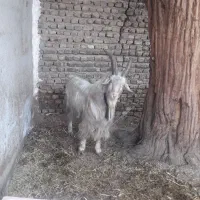 فروش نربز۲ساله.