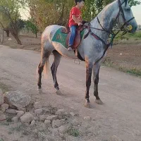 نریان چهار ساله سواری دار|اسب و تجهیزات اسبسواری|اراک, |دیوار