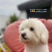 سگ مالتیز