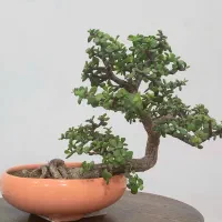 بنسای کراسولا