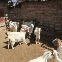 بز دورگ پاکستانی شیری|حیوانات مزرعه|بافت, |دیوار