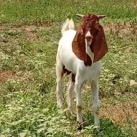 بزغاله نر داشتی گوشتی
