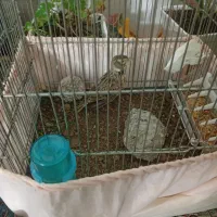 سهره خاکی شیرازی نر (معاوظه)|پرنده|آستانه اشرفیه, |دیوار