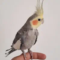 دوعدد عروس‌هلندی‌نر.دستی سخنگو|پرنده|قیدار, |دیوار