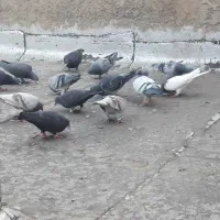 کبوتر مسافتی هوای